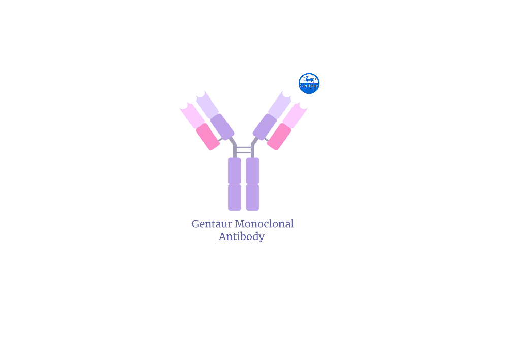 [FM-FM3-HPY53] PE-Labeled Monoclonal Anti-FMC63 scFv Anti